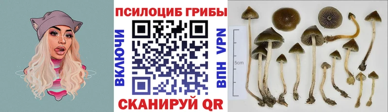 Псилоцибиновые грибы мицелий  Туринск 